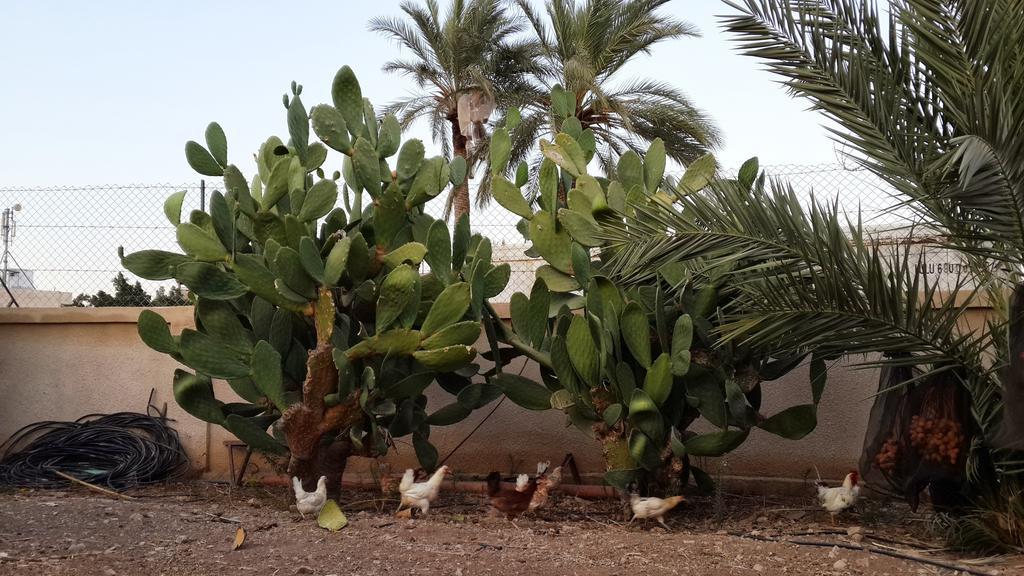 أريحا Auberg-Inn Guesthouse المظهر الخارجي الصورة